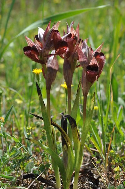 Serapias orientalis, photographed by Wouter Van Landuyt