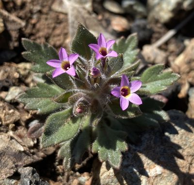 Collomia diversifolia, photographed by Matt Berger