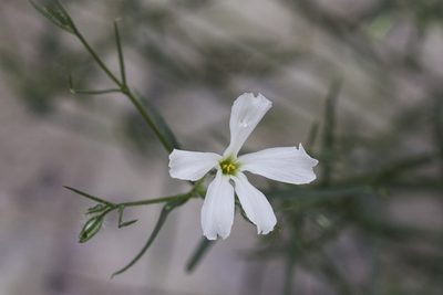 Phlox tenuifolia, photographed by Craig Martin