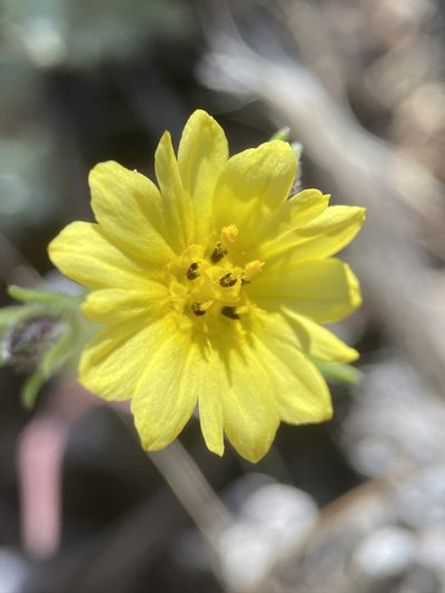 Lagophylla minor, photographed by Matt Berger