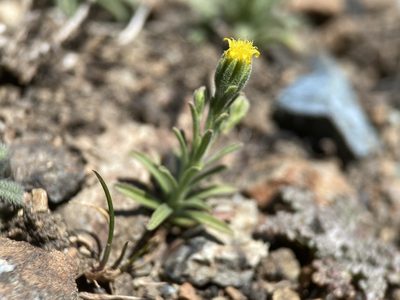 Rigiopappus leptocladus, photographed by Matt Berger