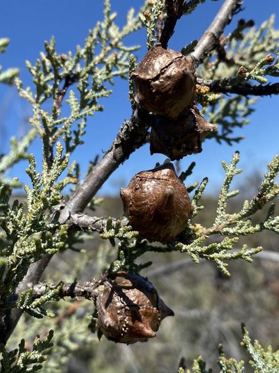 Hesperocyparis macnabiana, photographed by Matt Berger