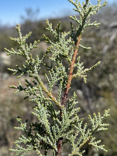Hesperocyparis macnabiana, photographed by Matt Berger