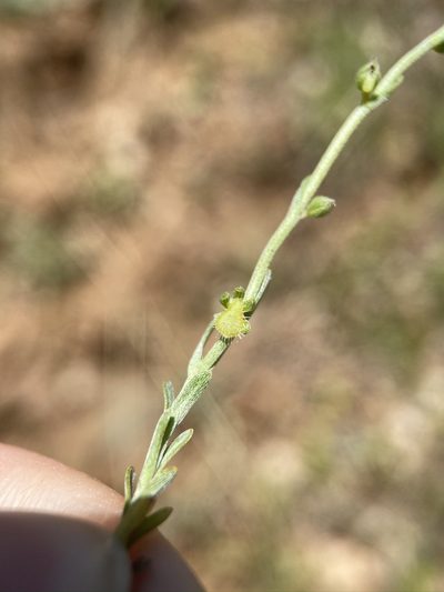 Pectocarya pusilla, photographed by Matt Berger
