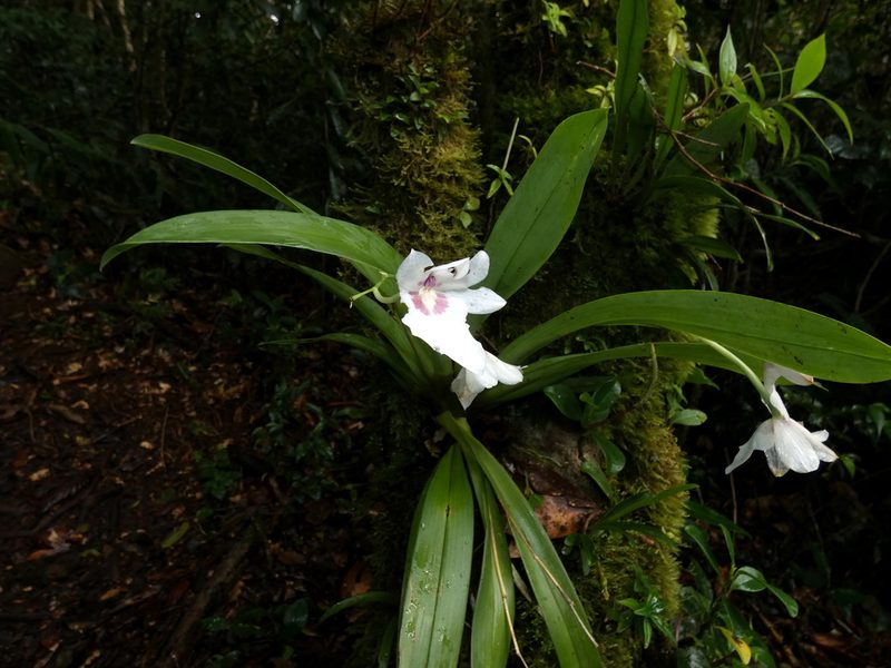 Miltoniopsis warszewiczii, photographed by Kai Squires