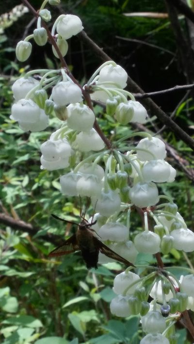 Zenobia pulverulenta, photographed by Alpha Wolf