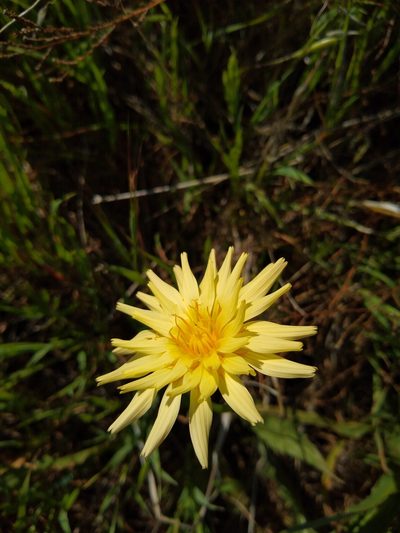 Microseris sylvatica, photographed by Jonathan Vaughn