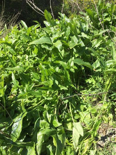 Arum hygrophilum, photographed by crothfels