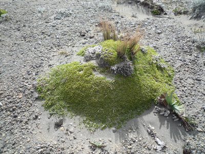 Azorella aretioides, photographed by Fabien Anthelme