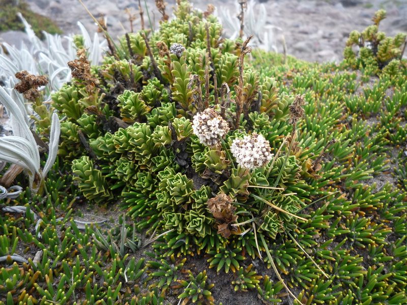 Valeriana alypifolia, photographed by Fabien Anthelme