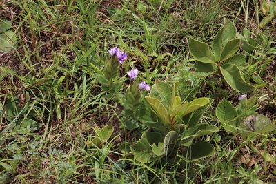 Barleria ovata, photographed by Tony Rebelo