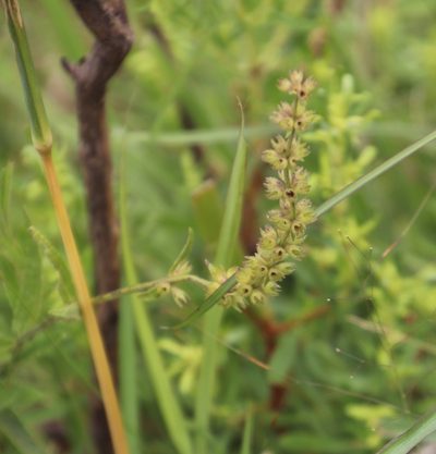 Stachys nigricans, photographed by Tony Rebelo