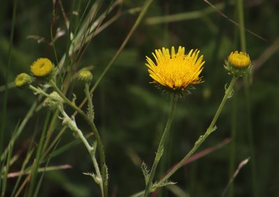 Berkheya setifera, photographed by Tony Rebelo