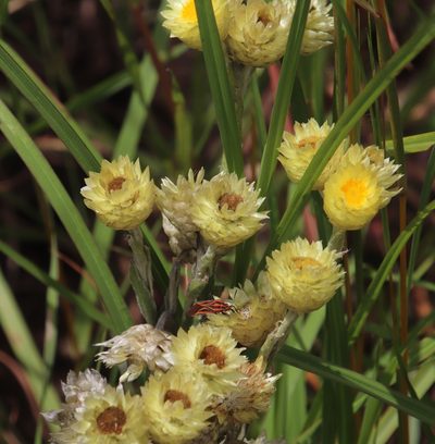 Helichrysum mixtum, photographed by Tony Rebelo