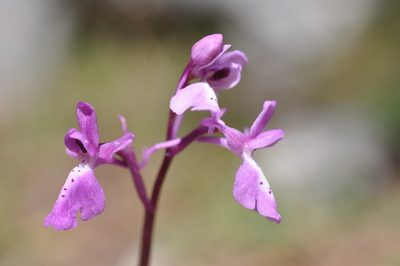 Orchis anatolica, photographed by Wouter Van Landuyt