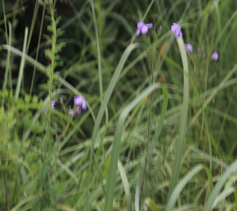 Jamesbrittenia grandiflora, photographed by Tony Rebelo