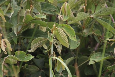 Flemingia grahamiana, photographed by Tony Rebelo