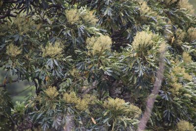 Neocussonia umbellifera, photographed by Tony Rebelo
