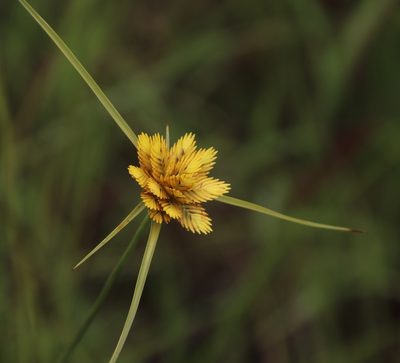 Cyperus sphaerocephalus, photographed by Tony Rebelo