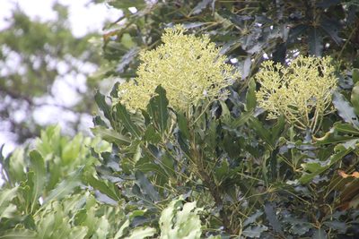 Neocussonia umbellifera, photographed by Tony Rebelo