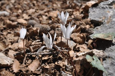 Cyclamen creticum, photographed by Wouter Van Landuyt