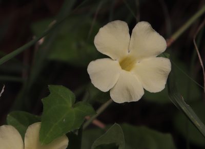 Thunbergia neglecta, photographed by Tony Rebelo