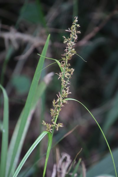 Carex spicatopaniculata, photographed by Tony Rebelo