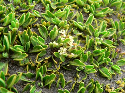 Azorella aretioides, photographed by Fabien Anthelme