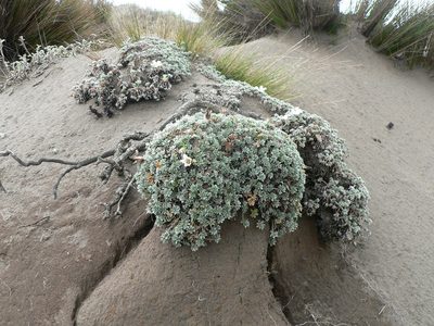 Geranium ecuadoriense, photographed by Fabien Anthelme