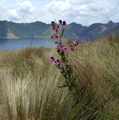 Senecio wedglacialis, photographed by Fabien Anthelme