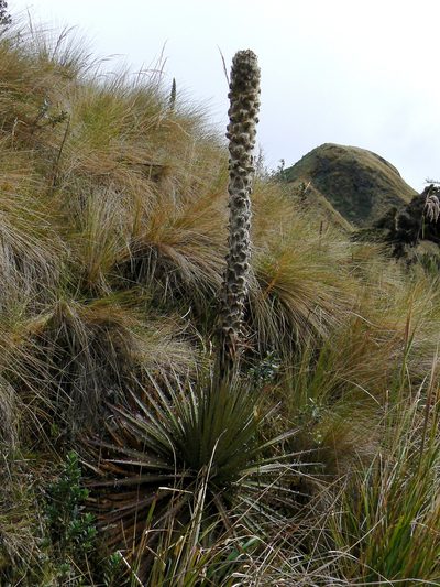Puya clava-herculis, photographed by Fabien Anthelme
