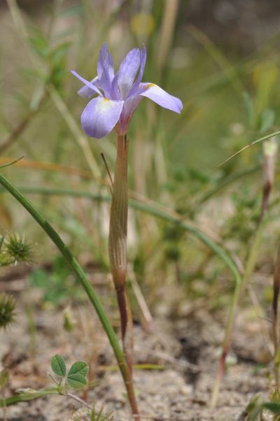 Moraea mediterranea, photographed by Wouter Van Landuyt