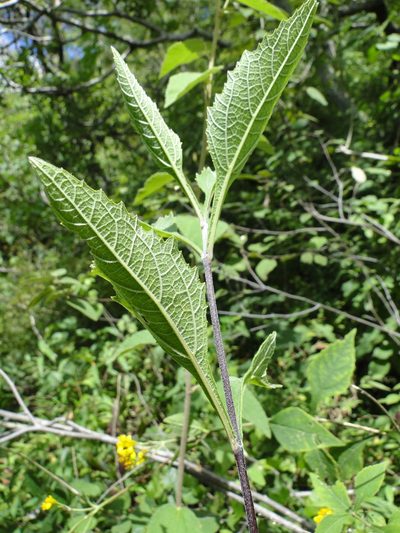 Verbesina oligantha, photographed by Eugenio Padilla