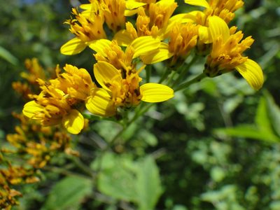 Verbesina oligantha, photographed by Eugenio Padilla