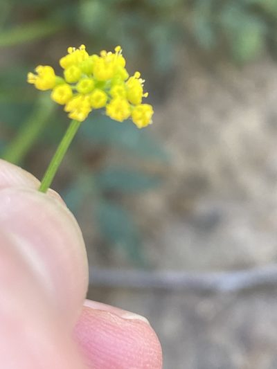 Zizia trifoliata, photographed by Carol Ann McCormick