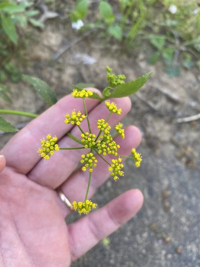Zizia trifoliata, photographed by Carol Ann McCormick