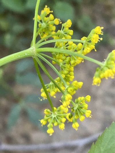 Zizia trifoliata, photographed by Carol Ann McCormick