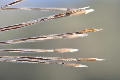 Stipellula capensis, photographed by Wouter Van Landuyt