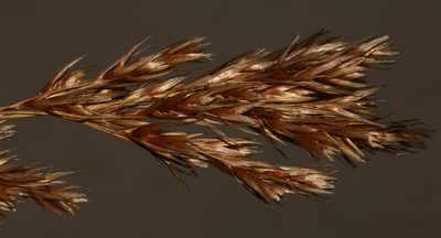 Restio festuciformis, photographed by Brian du Preez