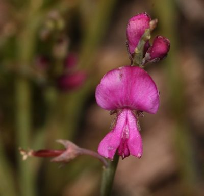 Indigofera ionii, photographed by Brian du Preez