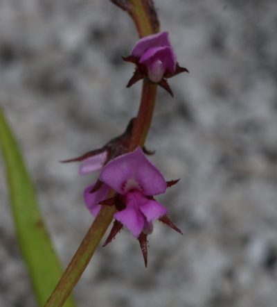 Indigofera guthriei, photographed by Brian du Preez
