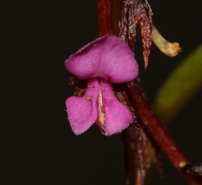 Indigofera guthriei, photographed by Brian du Preez