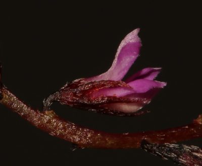 Indigofera guthriei, photographed by Brian du Preez