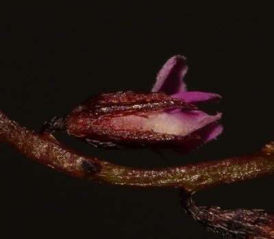 Indigofera guthriei, photographed by Brian du Preez