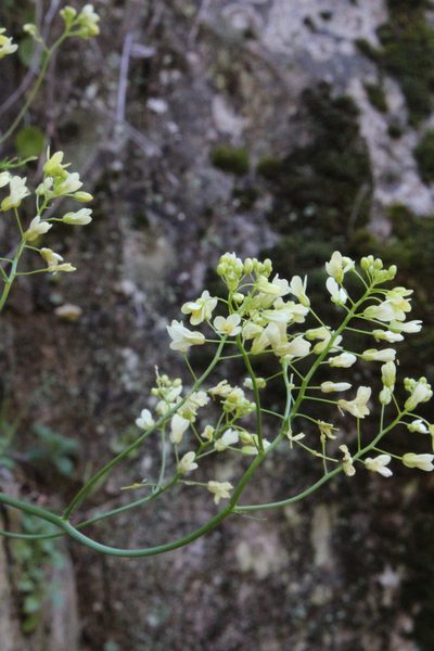 Biscutella auriculata, photographed by Fabien Piednoir