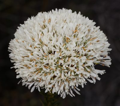 Agathosma bifida, photographed by Brian du Preez