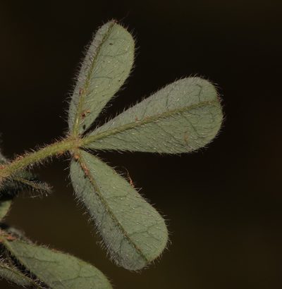 Indigofera alpina, photographed by Brian du Preez