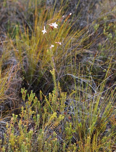 Erica jasminiflora, photographed by Charles Stirton