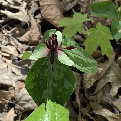 Trillium stamineum, photographed by Neal Kelso