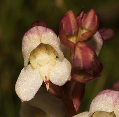 Disa uncinata, photographed by Brian du Preez